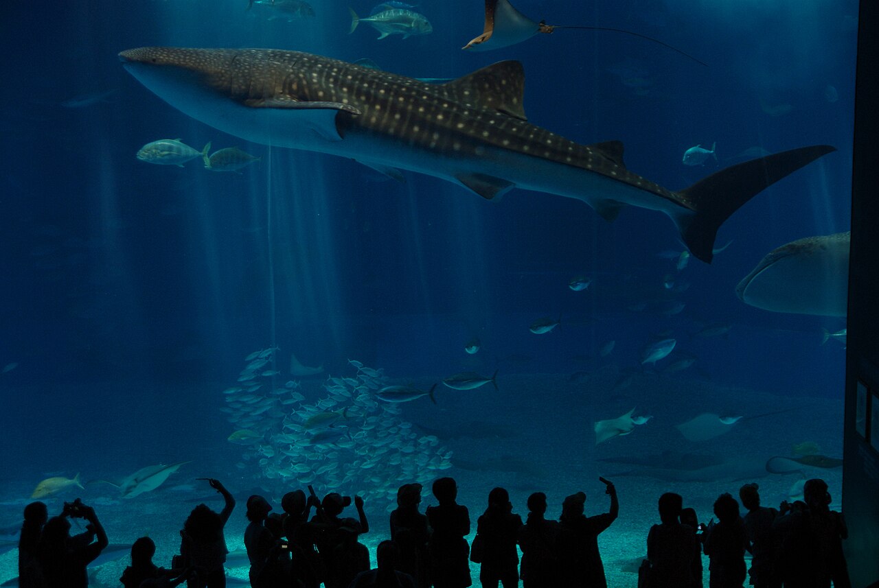 美ら海水族館のジンベエザメ